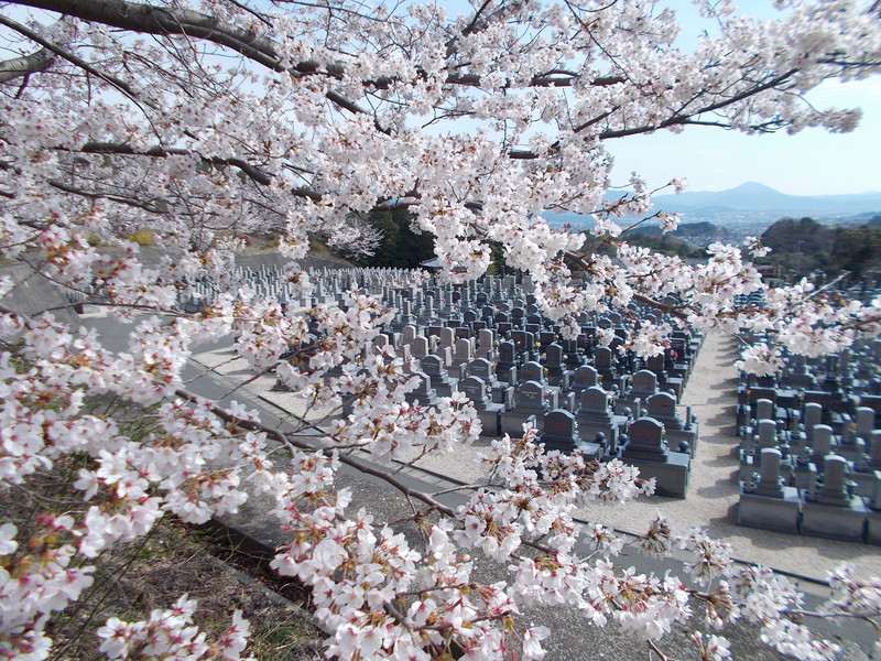 龍華霊園の春の風景