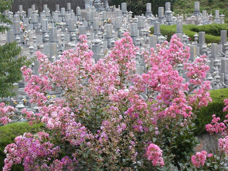 龍華霊園の夏の風景